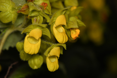 Calceolaria perfoliata