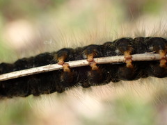 Malacosoma constricta