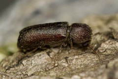 Amphicerus bicaudatus