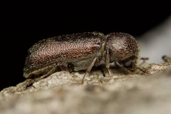 Amphicerus bicaudatus