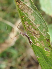 Epidaus sexspinus