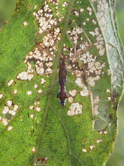 Epidaus sexspinus
