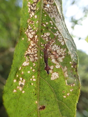 Epidaus sexspinus
