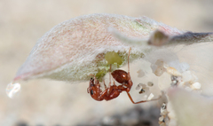 Pogonomyrmex magnacanthus
