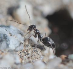Myrmecocystus tenuinodis