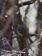 Empidonax affinis