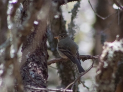 Empidonax affinis