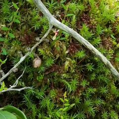Sphagnum magellanicum