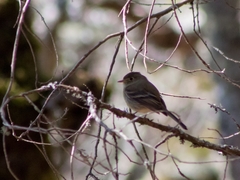 Empidonax affinis
