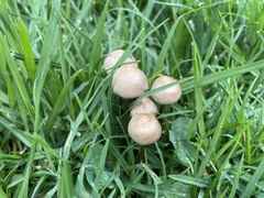 Panaeolus fimicola