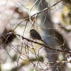Empidonax affinis