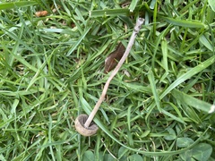 Panaeolus fimicola
