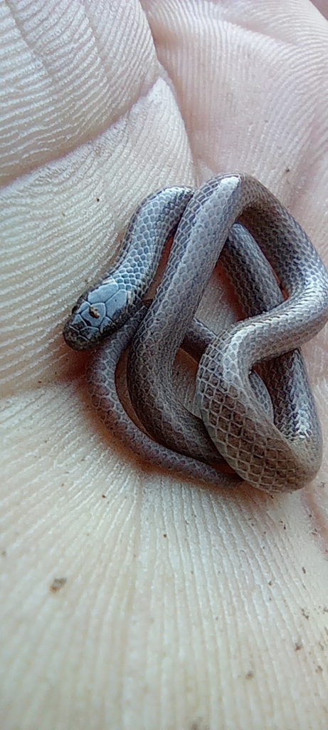 Pacific Coast Centipede Snake From 80784 Sin., México On March 30, 2022 