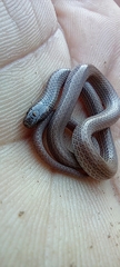 Tantilla calamarina