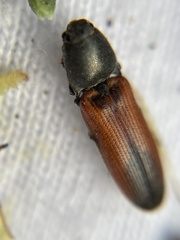 Gambrinus mirus