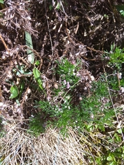 Artemisia morrisonensis