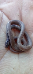 Tantilla calamarina