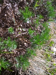 Artemisia morrisonensis