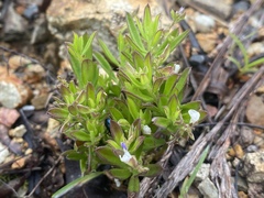 Polygala triflora