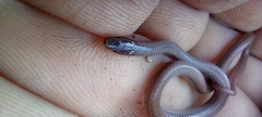 Tantilla calamarina