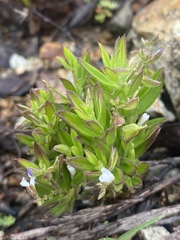 Polygala triflora