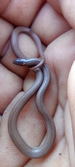 Tantilla calamarina