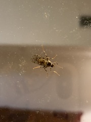 Boreothrinax maculipennis