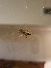 Boreothrinax maculipennis