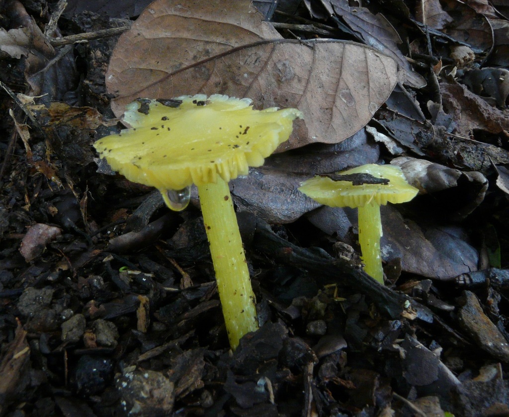 Hygrocybe striatolutea