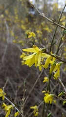 Forsythia koreana