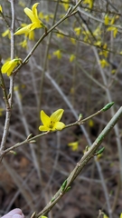 Forsythia koreana