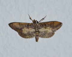 Tylostega