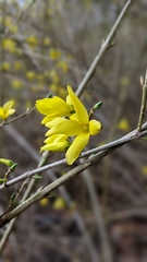 Forsythia koreana