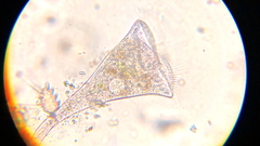 Stentor igneus