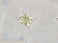 Phacus orbicularis