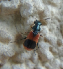 Anthocomus equestris