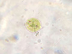 Phacus orbicularis