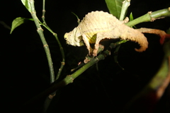 Rieppeleon brevicaudatus