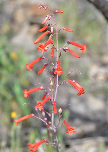 Penstemon subulatus