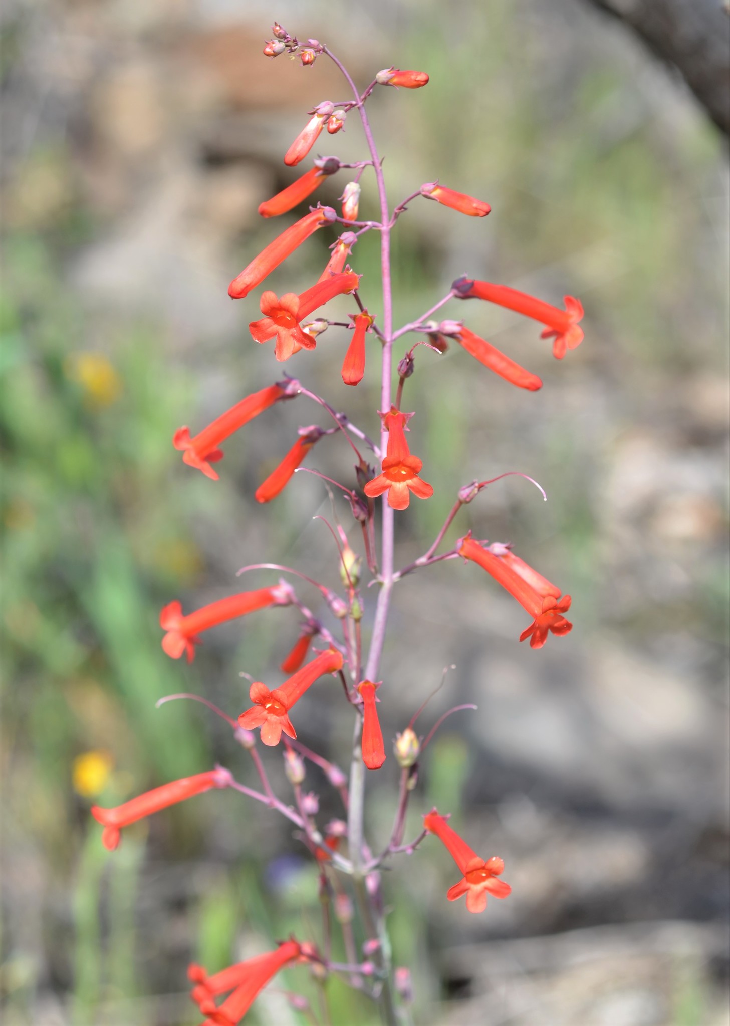Penstemon subulatus