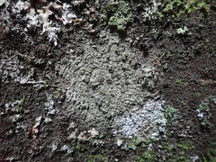 Cresponea plurilocularis