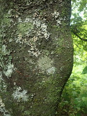 Cresponea plurilocularis