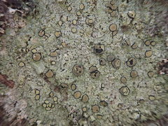 Cresponea plurilocularis