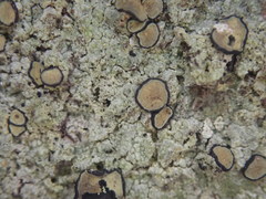 Cresponea plurilocularis