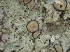 Cresponea plurilocularis