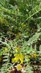 Astragalus pinetorum