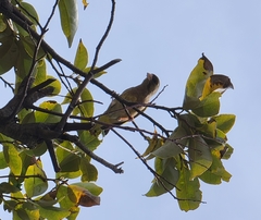 Chloris sinica