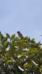 Chloris sinica