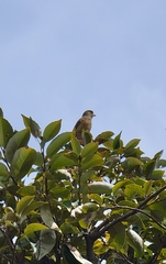 Chloris sinica