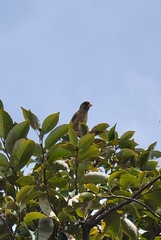 Chloris sinica